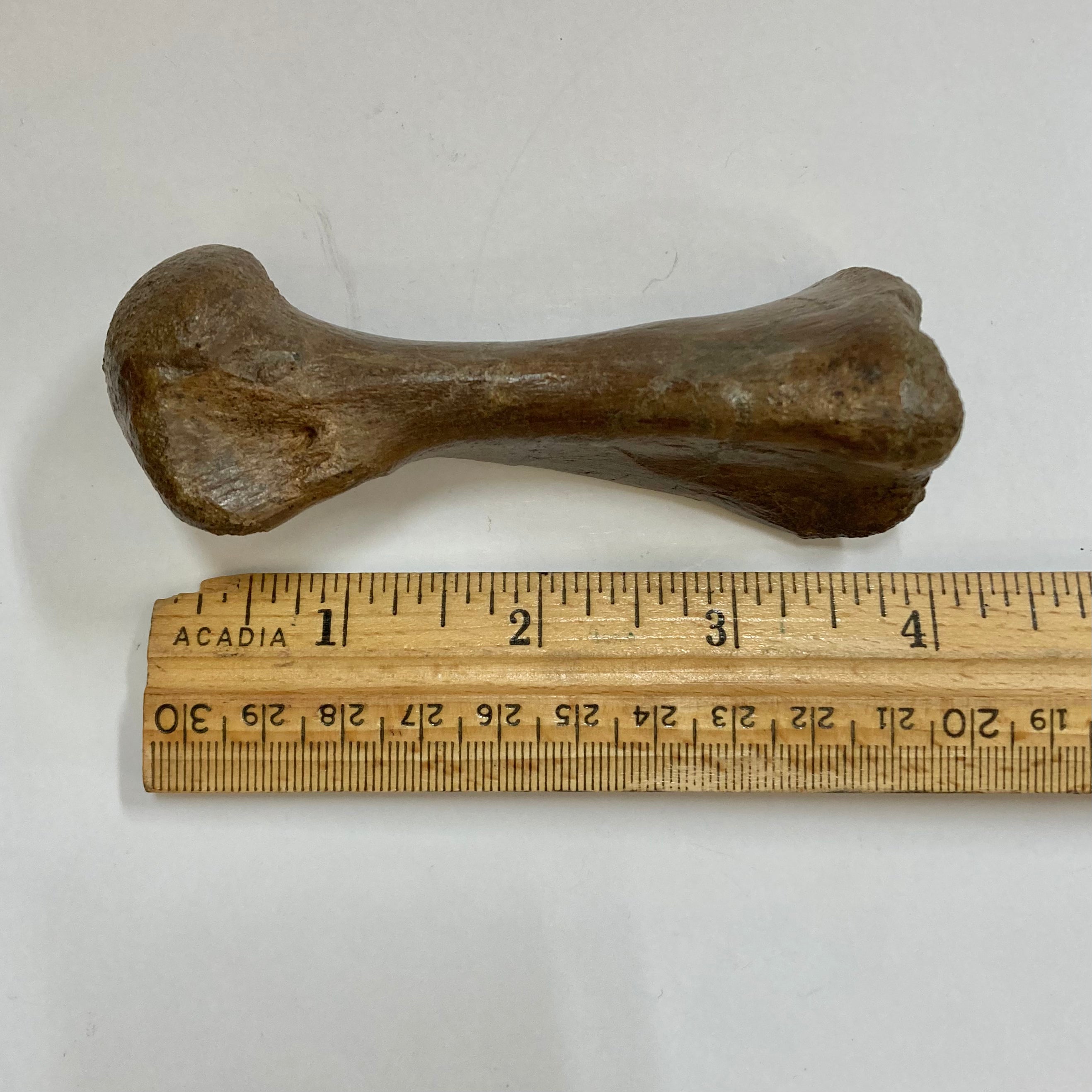 Authentic Thescelosaurus Metatarsal Toe Bone Fossil - Rare Dinosaur Relic for Paleontology Enthusiasts & Collectors - Perfect for Museum Displays, Educational Projects & Fossil Collections