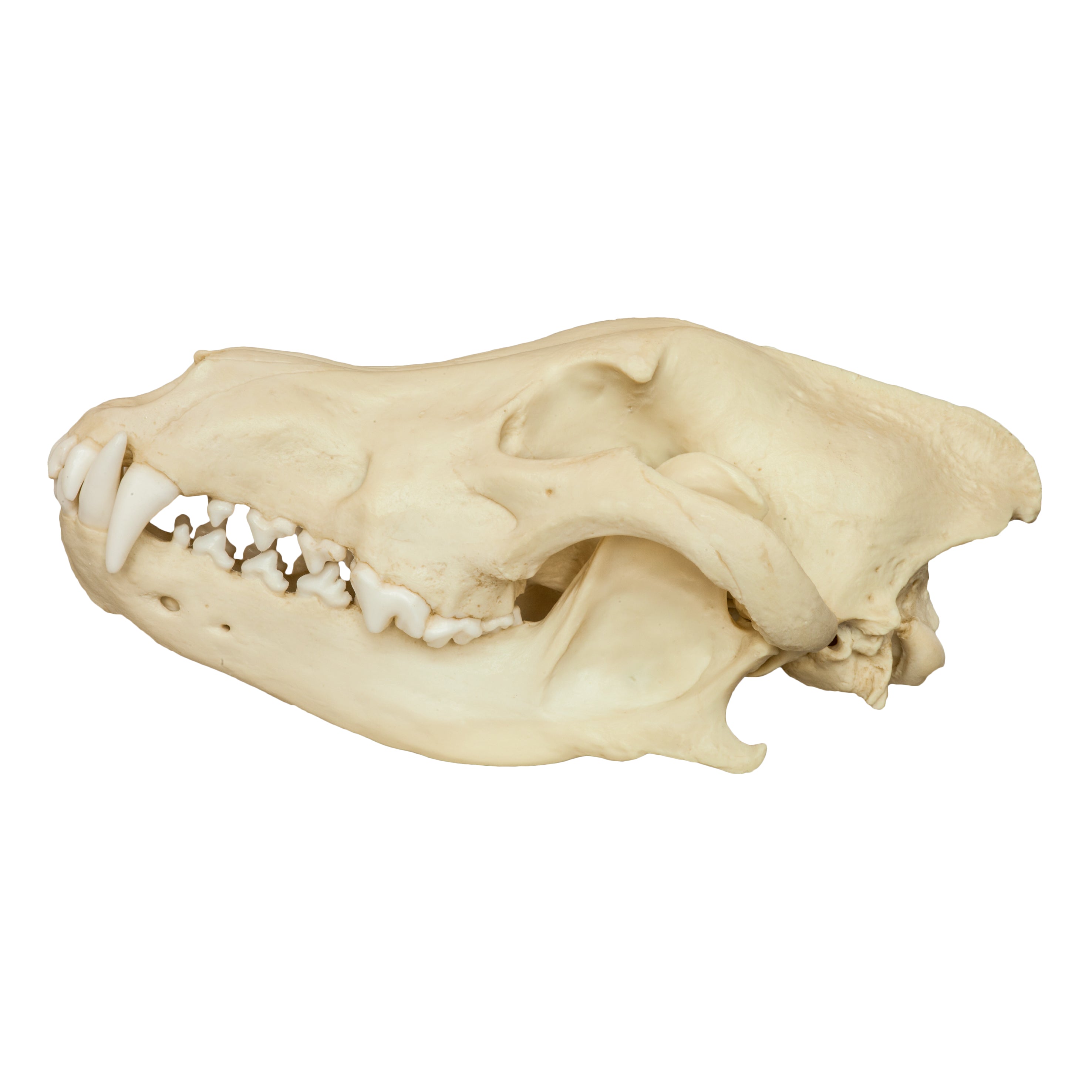 Authentic Gray Wolf Skull Replica - High-Quality Animal Skull Model for Home Decor, Halloween Props, Educational Display & Taxidermy Collection