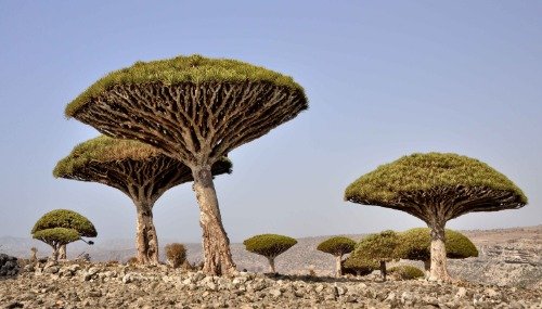 Dragons Blood Tree Socotra Yemen Glossy Poster - High-Quality Photo Print for Home & Office Decor - Perfect for Living Room, Bedroom, or Classroom Wall Art