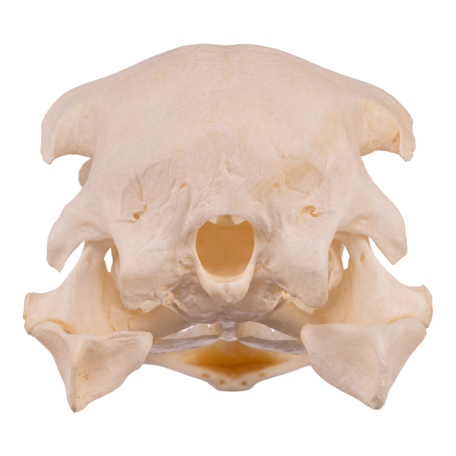Authentic Ostrich Skull - Genuine Taxidermy Specimen for Home Decor, Gothic Decorations, and Unique Gift Ideas | Perfect for Halloween, Horror Themes, and Oddity Collections