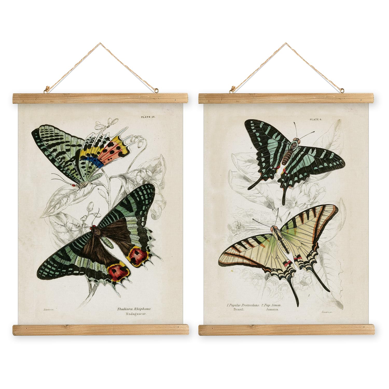 MIDEFINCH Vintage Butterfly Illustration Print Set - 2 Retro Butterfly Posters with Wooden Hanging Frames, 16x23 Inch Wall Art Decor for Living Room, Bedroom & Office Aesthetic