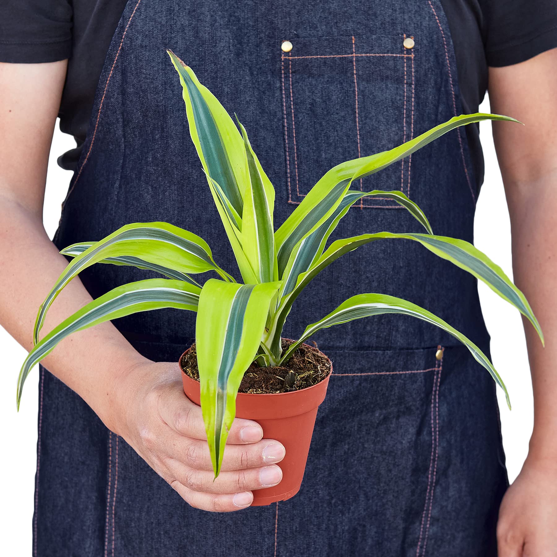 Dracaena 'Lemon Lime' Live Indoor Plant - 4