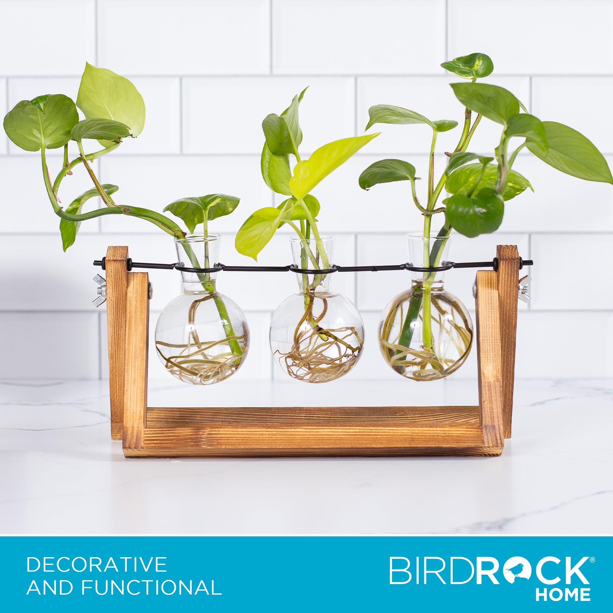 BIRDROCK HOME 3-Bulb Glass Propagation Station with Wooden Stand - Hydroponic Plant Terrarium for Home, Office & Garden - Perfect Gift for Plant Lovers (Ideal for Growing Herbs, Succulents & Flower Cuttings)