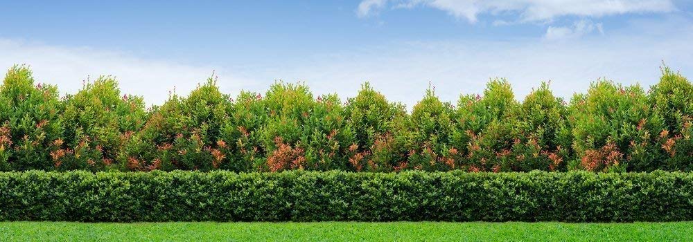 Sweet Viburnum Odoratissimum - 30 Live Evergreen Plants for Privacy Hedge - Fragrant Flowering Shrubs for Landscaping, Garden Borders & Natural Fence Screening
