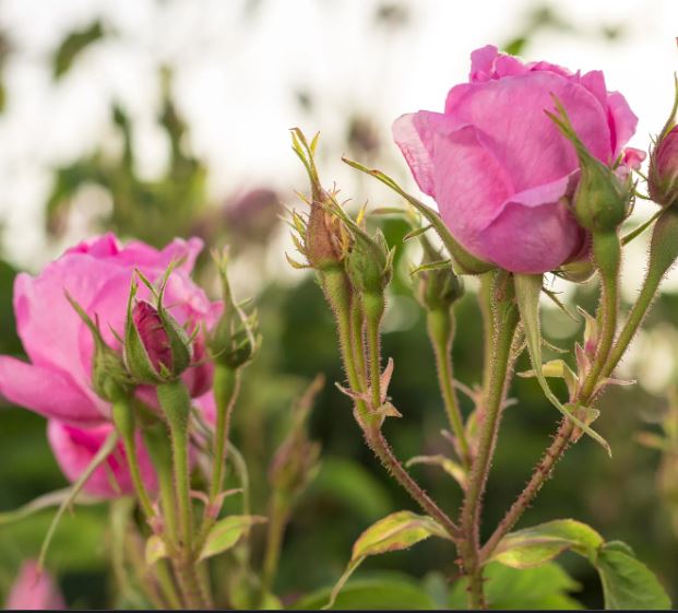 Pure Rose Essential Oil - 20ml for Aromatherapy, Skincare & Relaxation | Perfect for Diffusers, Massage & DIY Beauty Products