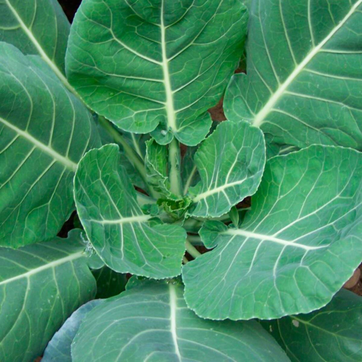 Champion Collard Seeds - 50 Count Non-GMO Heirloom Vegetable Seeds for Home Gardening by COOL BEANS N SPROUTS - Perfect for Indoor/Outdoor Planting, Container Gardens & Fresh Salads