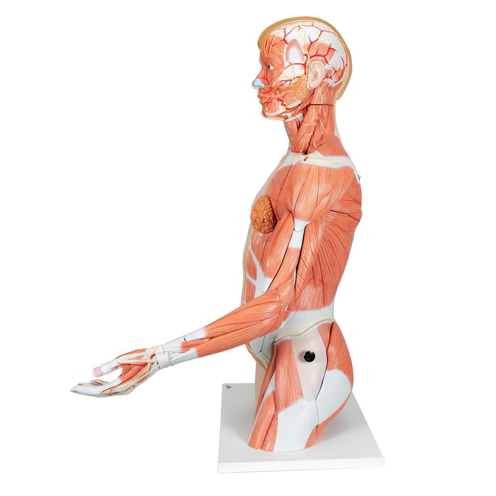 33-Part Dual Gender Torso with Muscle Arm - Anatomical Model for Medical Students & Fitness Training | Perfect for Classroom, Gym & Physical Therapy