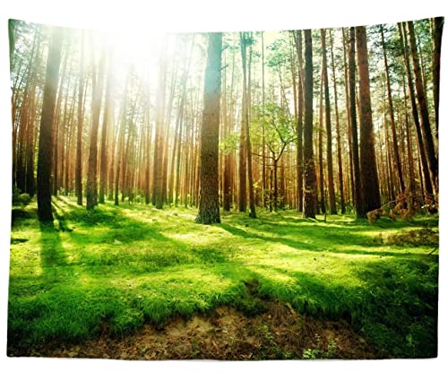T-Forest-06