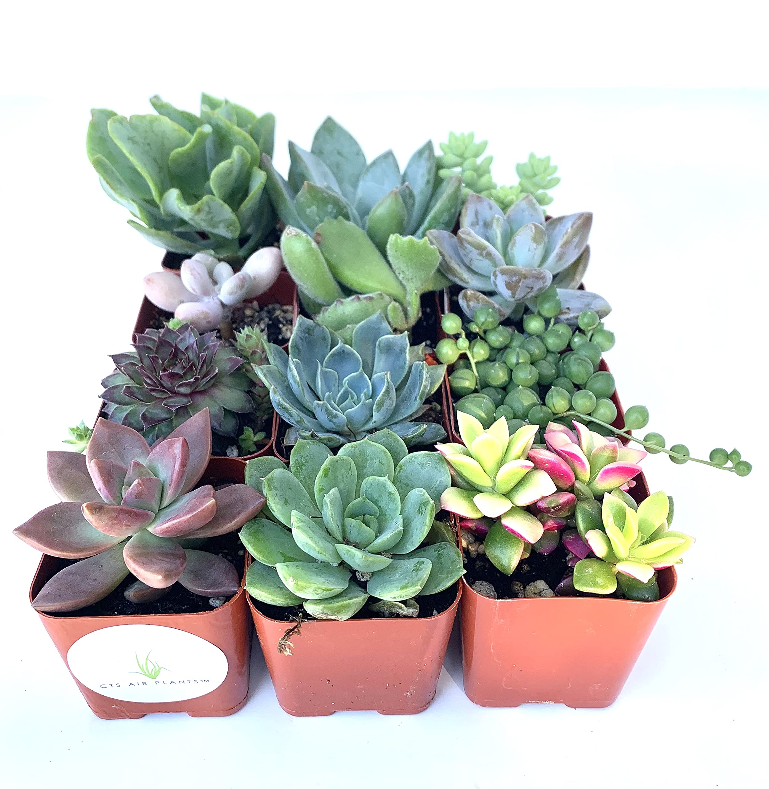 12 Pack Assorted Succulent Plants in 2 Inch Pots - Live Indoor Houseplants for Home Office Desk Decor, Wedding Centerpieces & Garden Landscaping