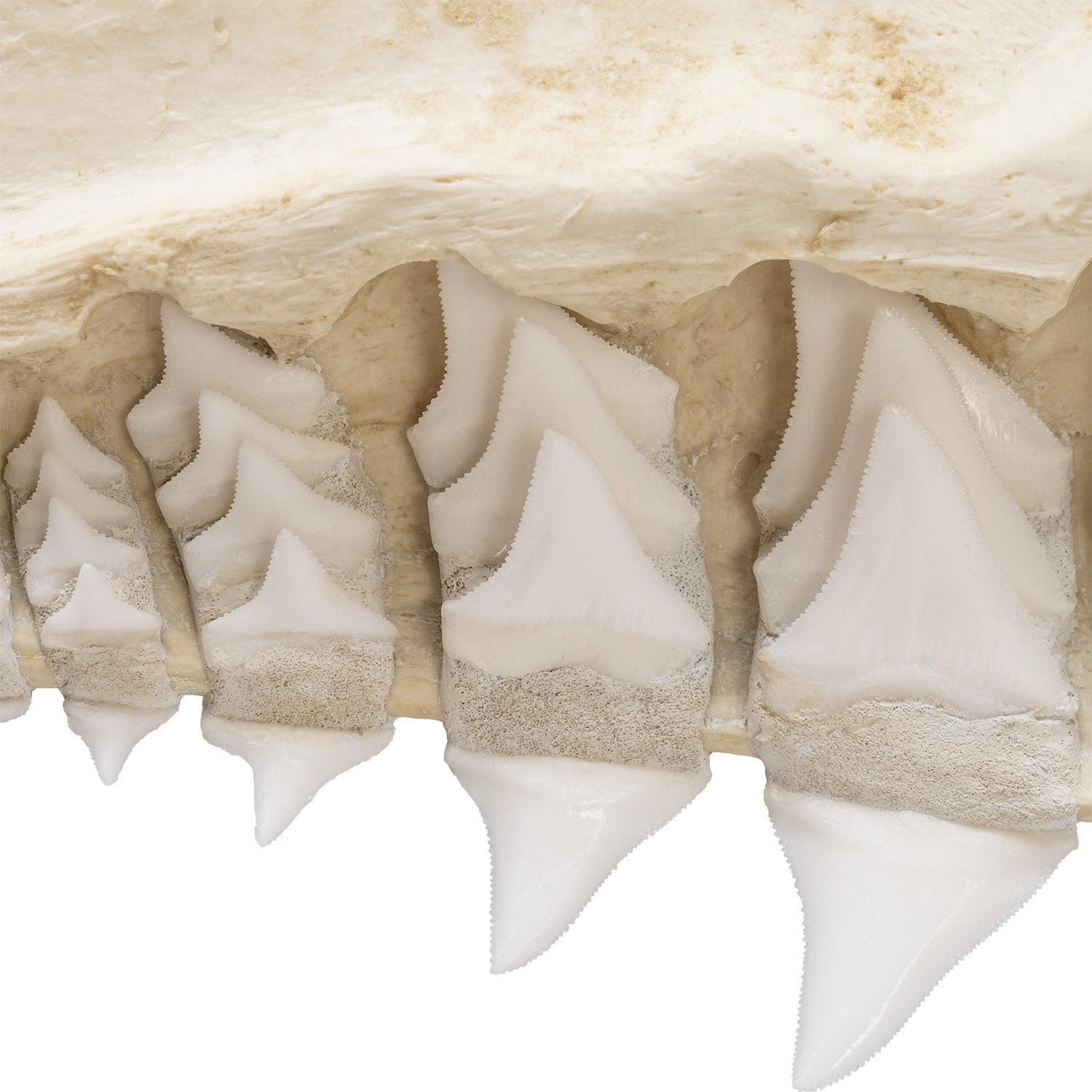 Authentic Replica Great White Shark Jaw - Lifelike Shark Teeth Display for Home Decor, Classroom Education & Marine Biology Enthusiasts