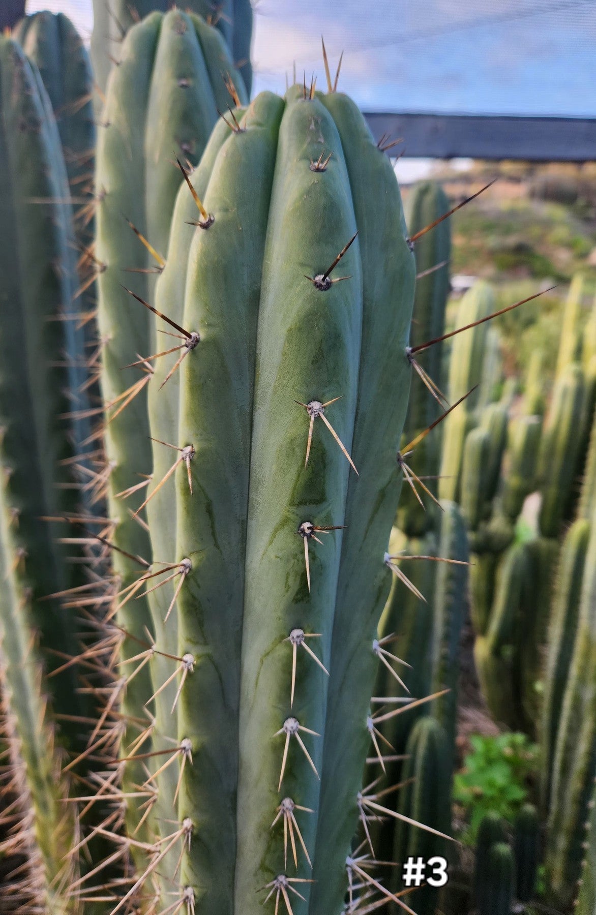 Premium Trichocereus Australian SLOP Cactus Cuttings & Potted Plants - Rare Exotic Succulents for Home Decor, Garden Landscaping, and Cactus Collections