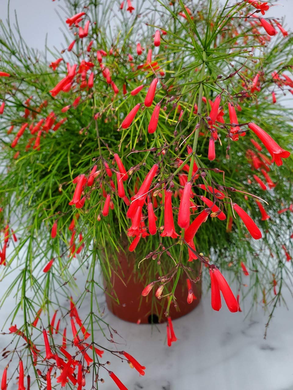 Red Firecracker Bush Live Plant - 24