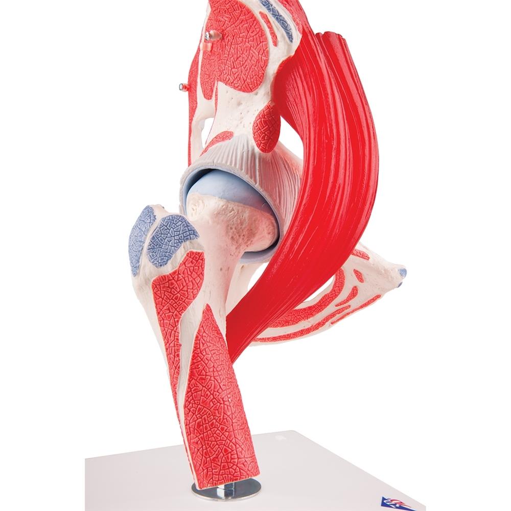 7-Part Hip Joint Model with Muscles - Anatomical Educational Tool for Medical Students, Doctors, and Physical Therapists - Perfect for Classroom, Lab, and Clinical Demonstrations