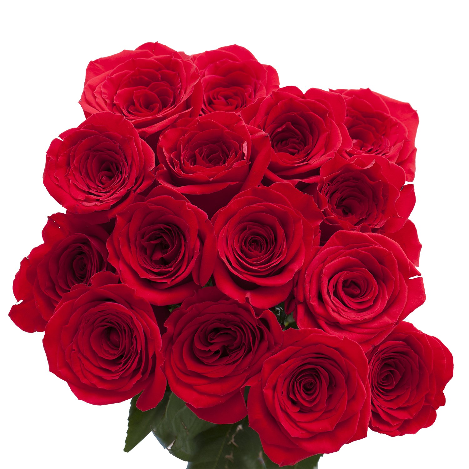 100 Fresh Red Roses Bouquet - Premium Long-Lasting Flowers for Valentine's Day, Anniversary & Romantic Gifts - Perfect for Weddings, Proposals & Home Decor