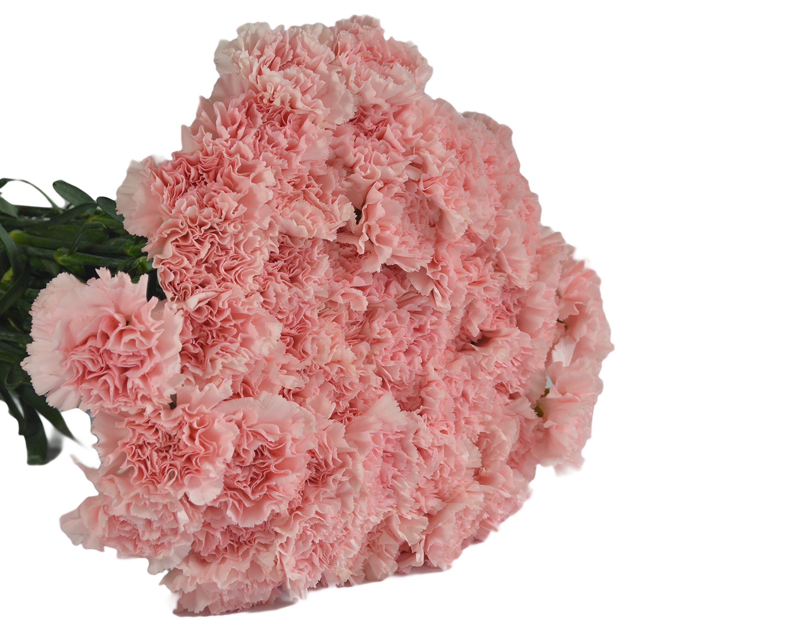 Farm2Door PRIME NEXT DAY DELIVERY - 75 Fresh Pink Carnations Wedding Bouquet - Wholesale Fresh Cut Flowers for Birthday, Anniversary, Thank You & Mother's Day Gifts - Perfect for Wedding Centerpieces, Bridal Showers & Romantic Decorations