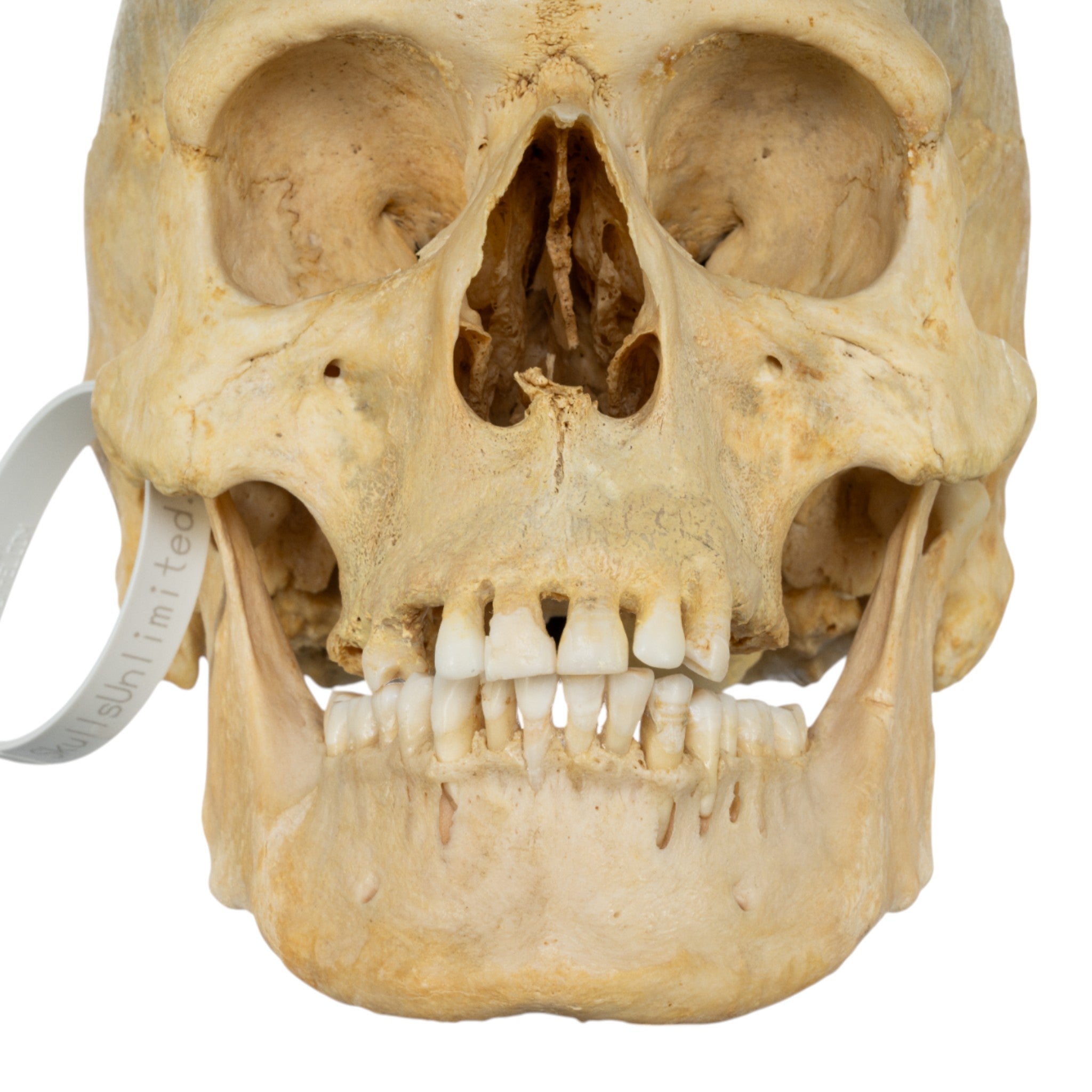 Authentic Human Skull Replica - Medical Anatomy Model for Study, Halloween Decor, Haunted House Props & Gothic Collectibles