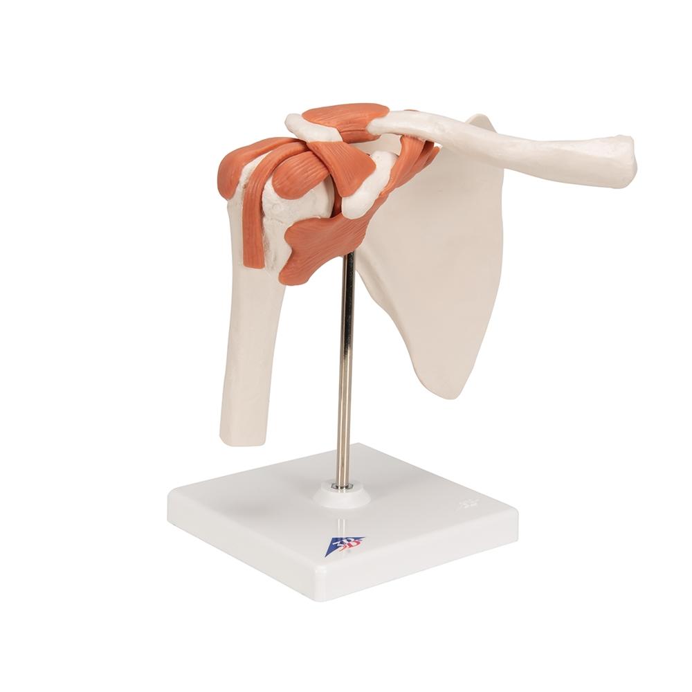 Functional Shoulder Joint Model - Anatomical Shoulder Joint Demonstration for Medical Students & Physical Therapy Training | Perfect for Classroom, Clinic & Home Study