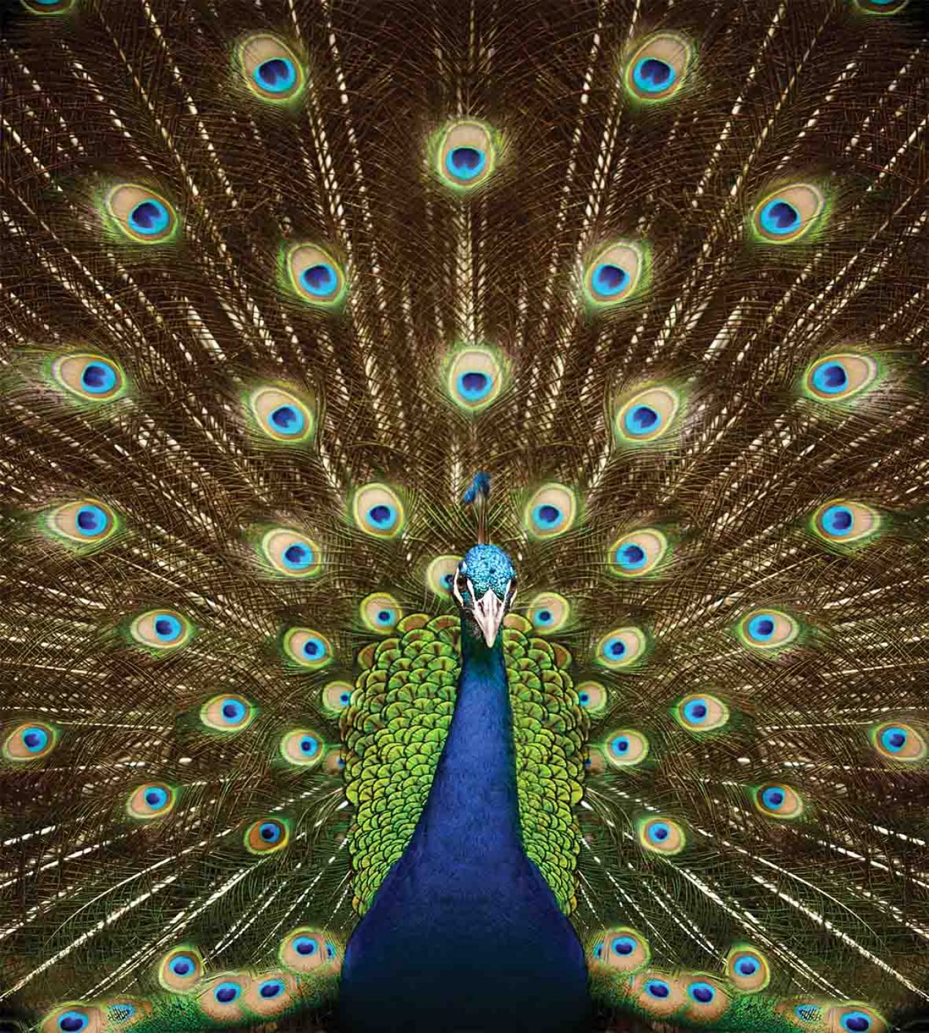 Ambesonne Peacock Duvet Cover Set - Vibrant Animal Feather Print Twin Size Bedding with 2 Duvet Covers & 2 Pillowcases (Navy Blue Green Brown) - Perfect for Summer Garden Themed Bedrooms & Bohemian Home Decor