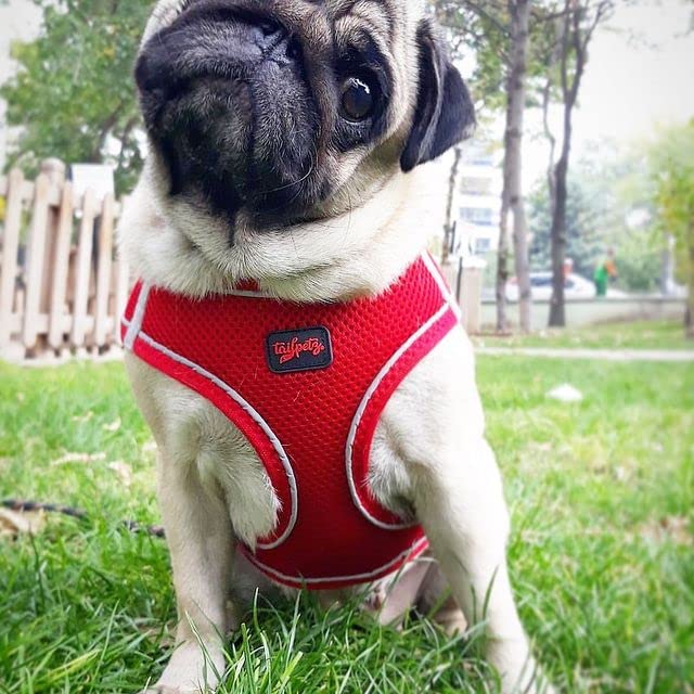 **Tailpetz Adjustable No-Pull Dog Harness for Small Dogs - Reflective Step-in Puppy Harness for Training, Walking & Outdoor Safety (Red, Small) - Perfect for Daily Walks, Jogging & Nighttime Visibility**