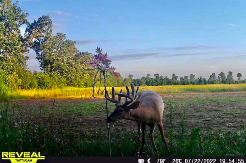 All-in-One Vertical Ground Mounted Deer Licking Branch Mock Scrape System - 3 Pack Pure Deer Gland Scents (BuckStick) Included | Perfect for Deer Hunting, Wildlife Observation & Trail Camera Setups