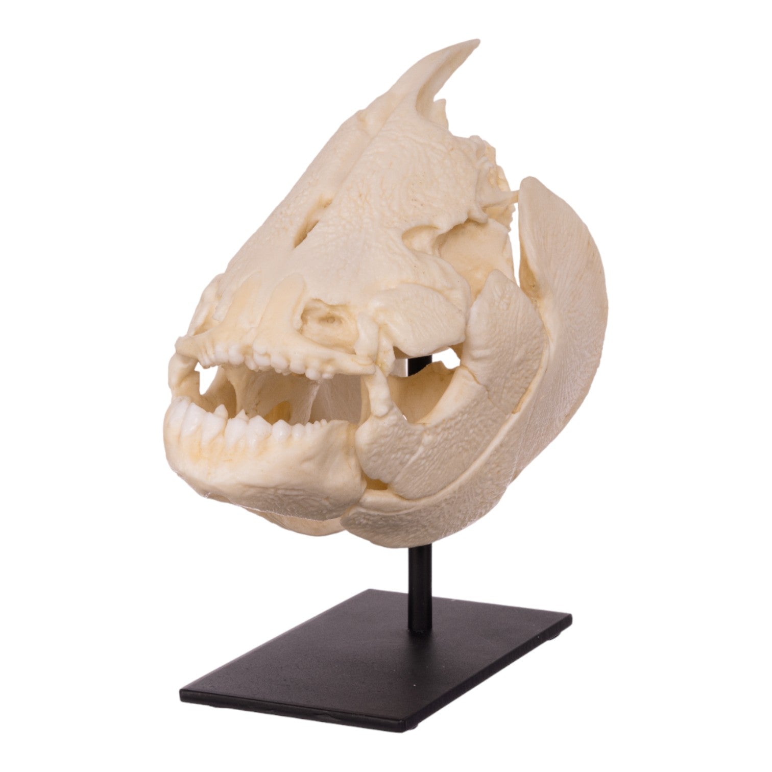 Authentic Pacu Fish Skull Replica on Display Stand - Unique Home Decor, Taxidermy Collectible & Gothic Halloween Decoration