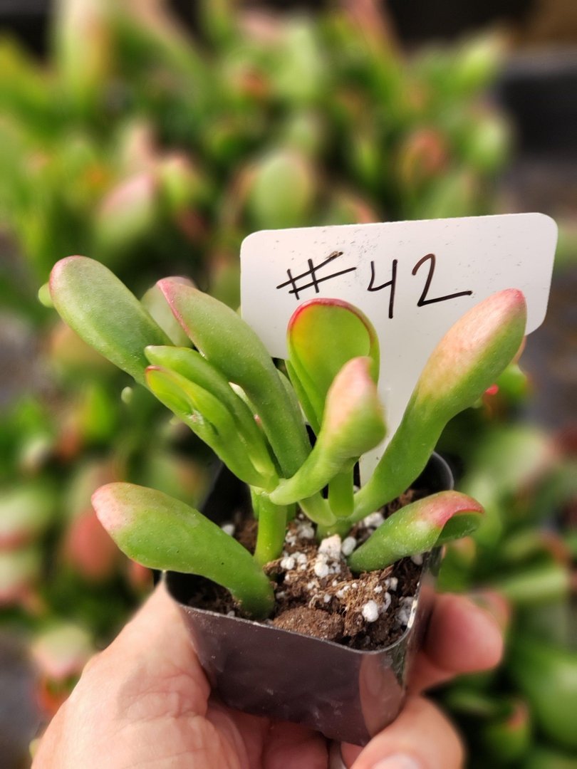 Crassula Ovata 'Gollum' - Unique Succulent Plant for Home Decor, Office Desk, and Garden Landscaping