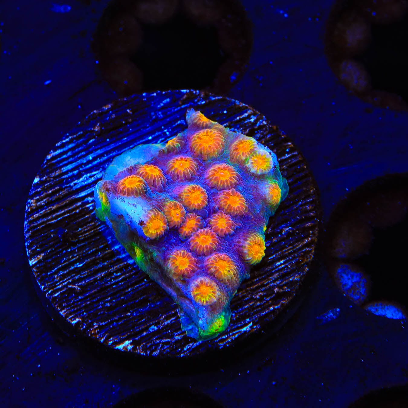 CB Monet Madness Cyphastrea Coral - Rare & Vibrant Saltwater Coral for Reef Tanks | Perfect for Aquascaping & Marine Aquariums