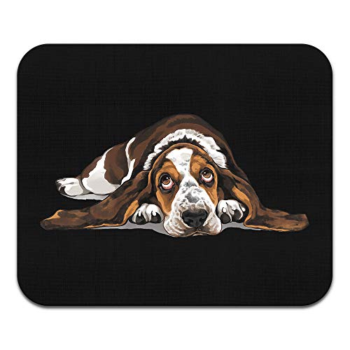 Basset Hound Dog Lying Down Looking Up