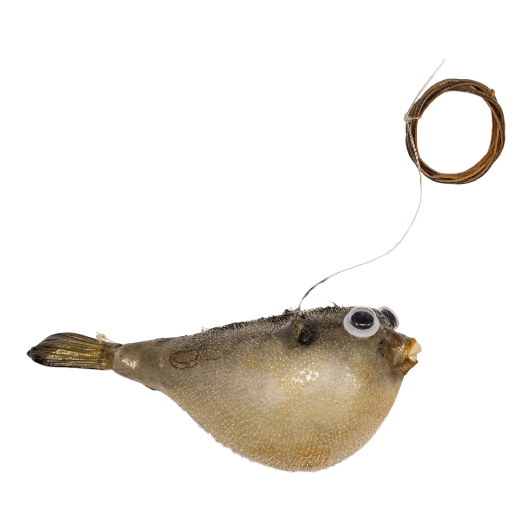 2-3 Inch Real Pufferfish on String - Unique Home Decor & Conversation Piece for Coastal Theme, Beach House, or Aquarium Display