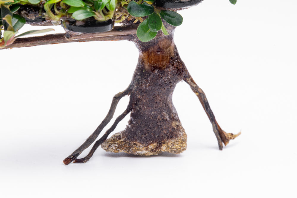 Bucephalandra Bonsai Tree - Live Aquatic Plant for Aquascaping | Perfect for Fish Tanks, Aquariums & Terrariums | Low Maintenance Freshwater Plant Decor