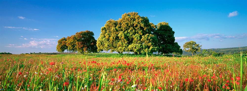 Walls 360 Peel & Stick Removable Wallpaper - Floral Andalusian Field Mural (54