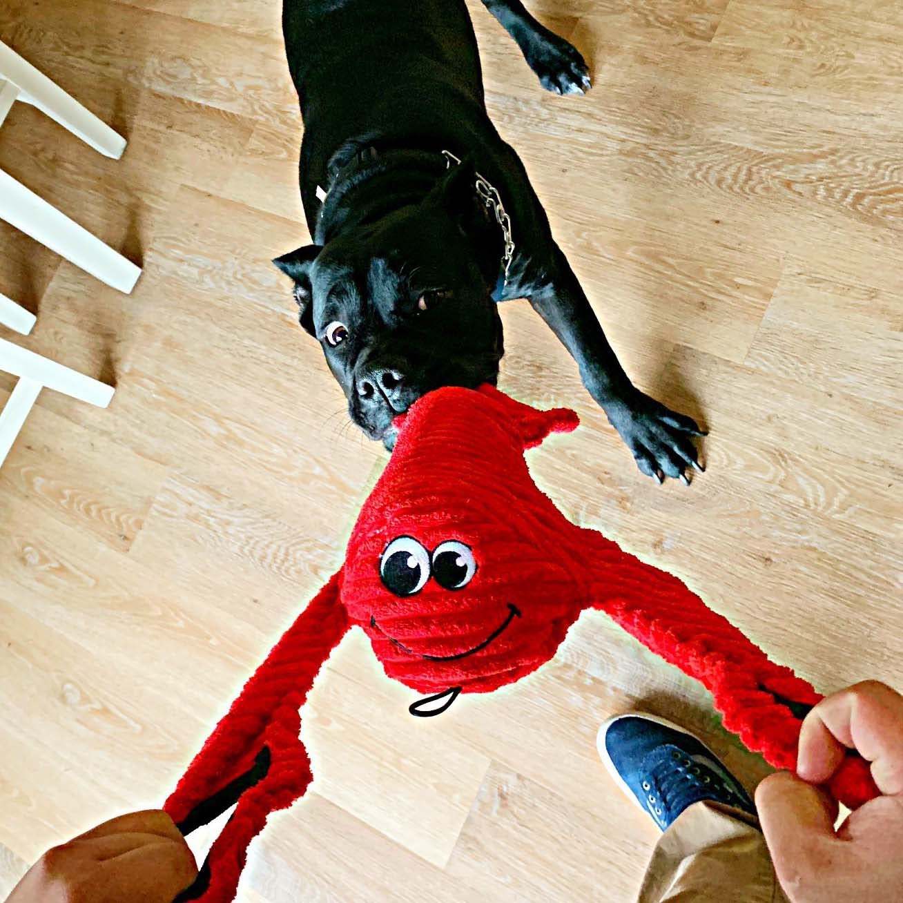 SmartPetLove Snuggle Puppy Tender-Tuffs Plush Dog Toys for Tug-of-War - Durable Yellow Stingray & Large Red Lobster Squeaky Marine Animal Chew Toys | Interactive Play for Puppies & Adult Dogs | Perfect for Training, Bonding & Indoor/Outdoor Playtime