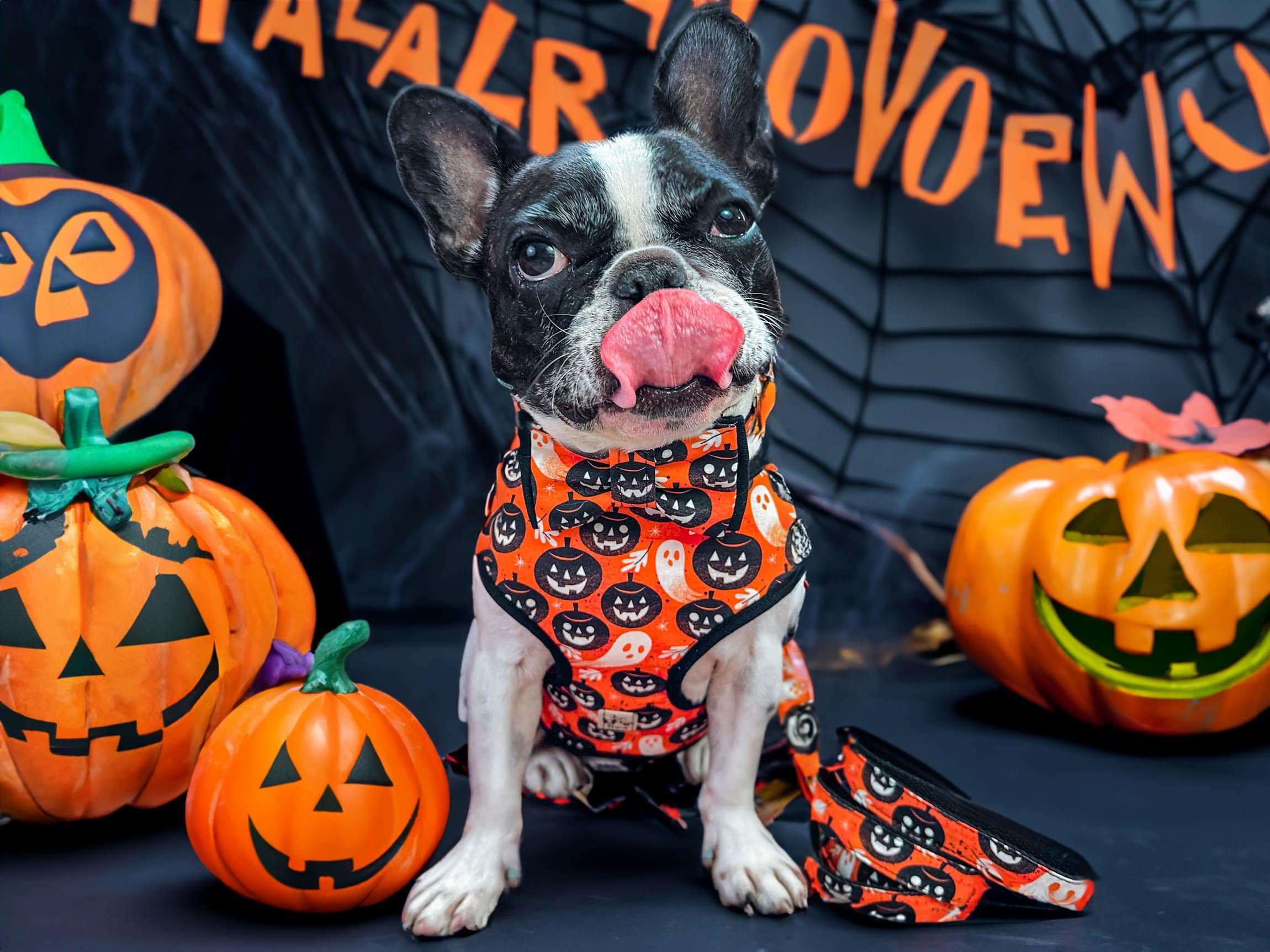 Halloween Dog Harness Set - Orange Pumpkin Costume for Small & Large Dogs | Perfect for Halloween Parties, Pet Parades & Photo Shoots