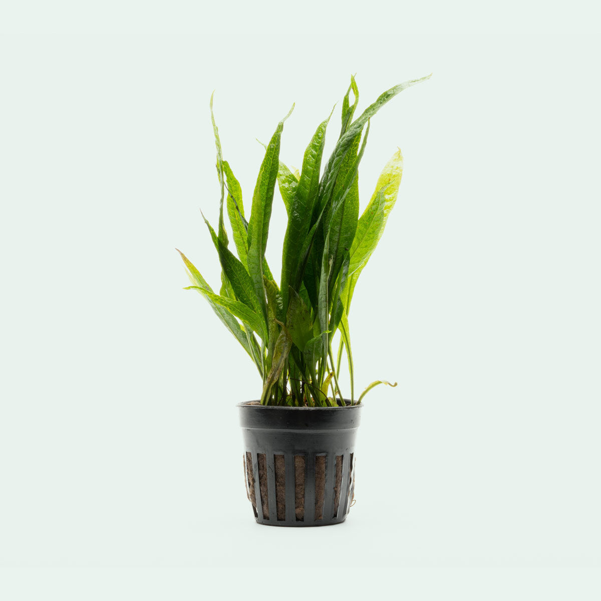 Microsorum Pteropus Black Forest Aquatic Plant - Live Java Fern for Freshwater Aquariums, Fish Tanks & Aquascaping