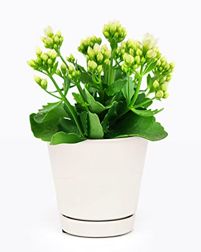 Kalanchoe blossfeldiana 'Calandiva White'