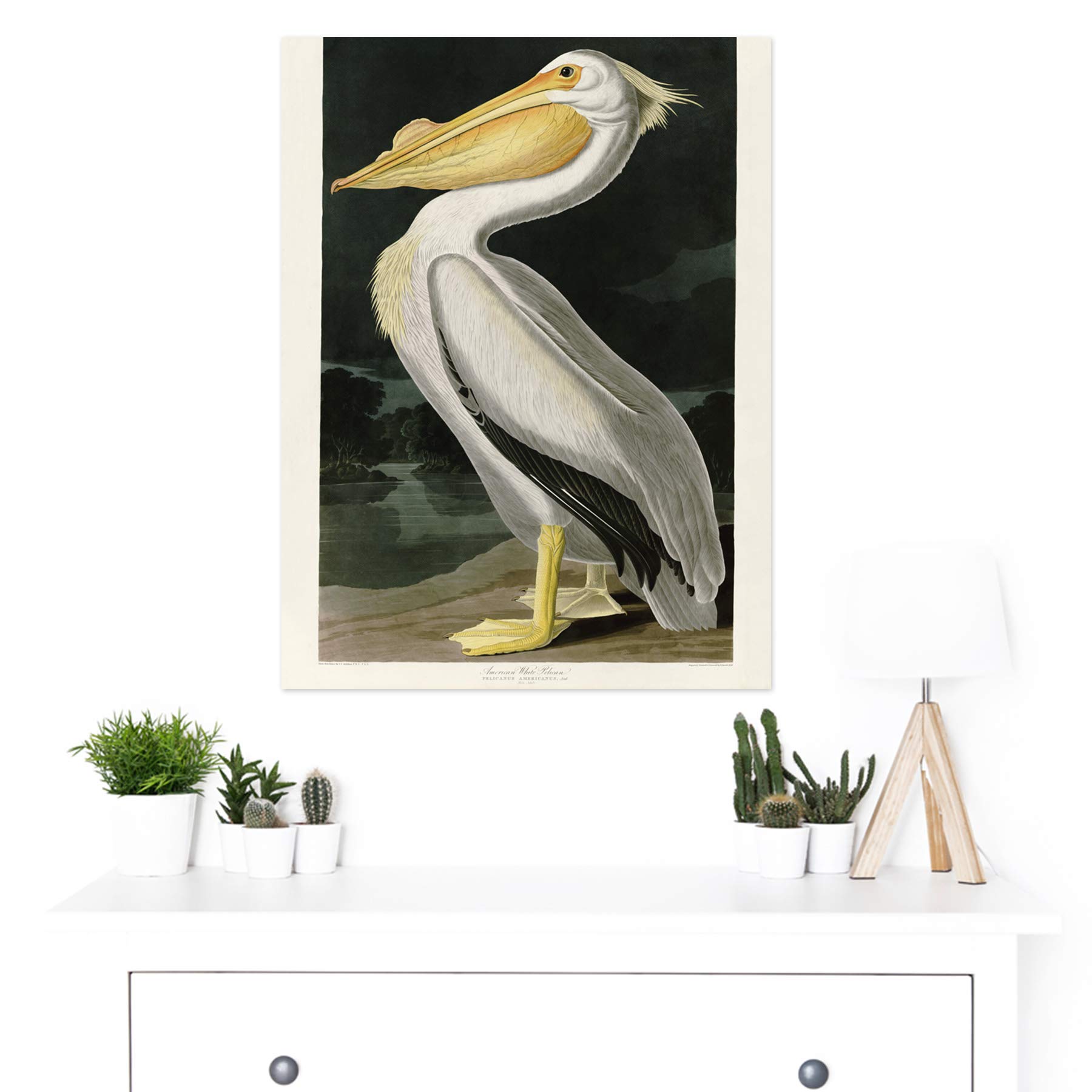Artery8 Audubon Birds White Pelican Painting - Large 18x24 Inch Wall Art Poster Print on Thick Paper - Perfect for Living Room, Bedroom & Office Decor