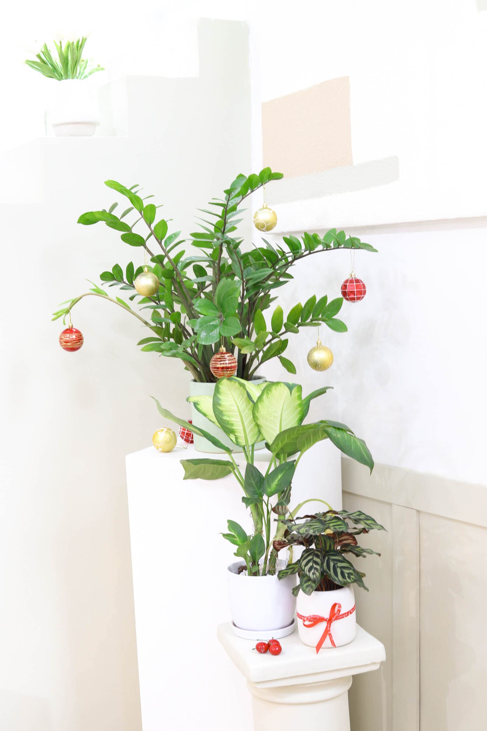 ZZ Plant (4