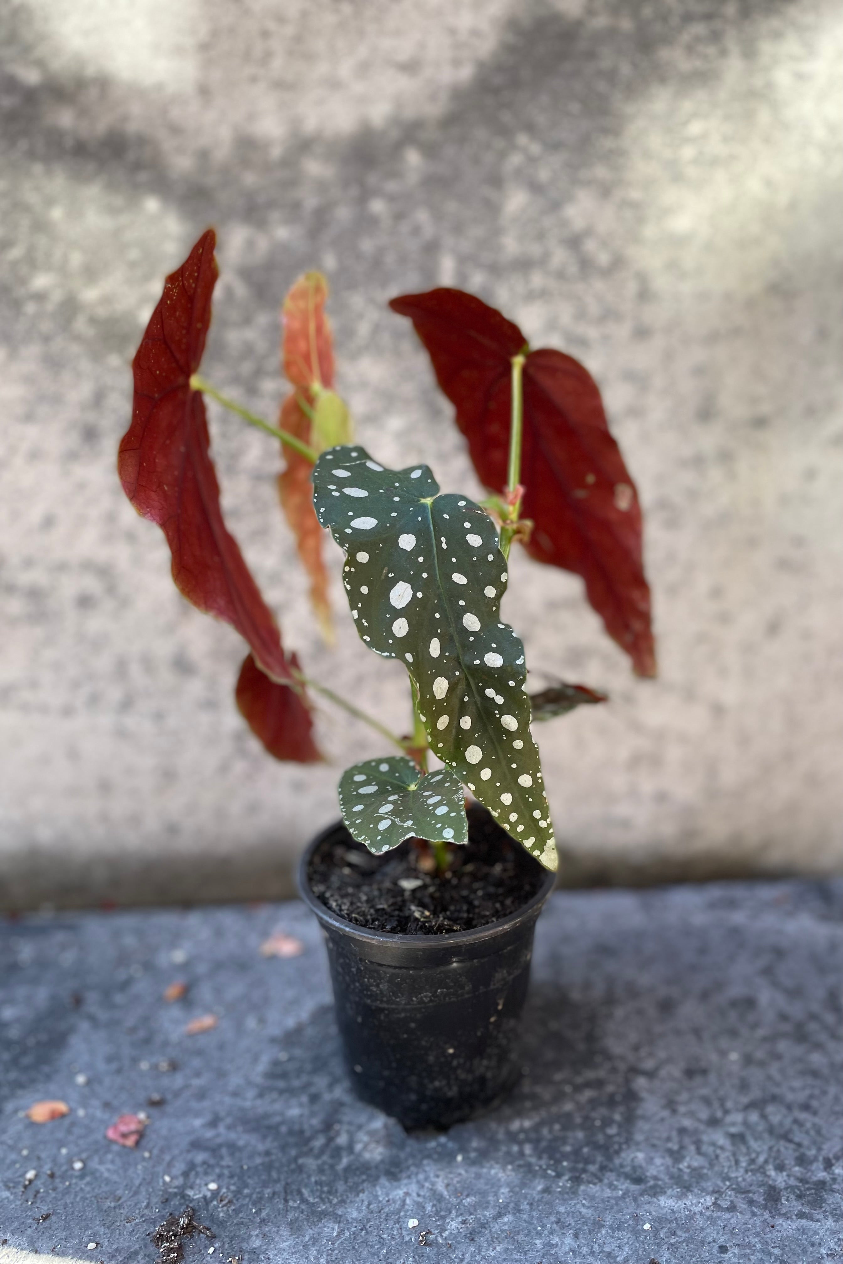 Begonia Maculata 'Wightii' - 4 Inch Polka Dot Begonia Plant - Rare Tropical Houseplant for Home & Office Decor - Perfect for Indoor Gardens, Living Rooms, and Gift Giving