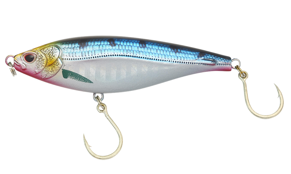 Sardine