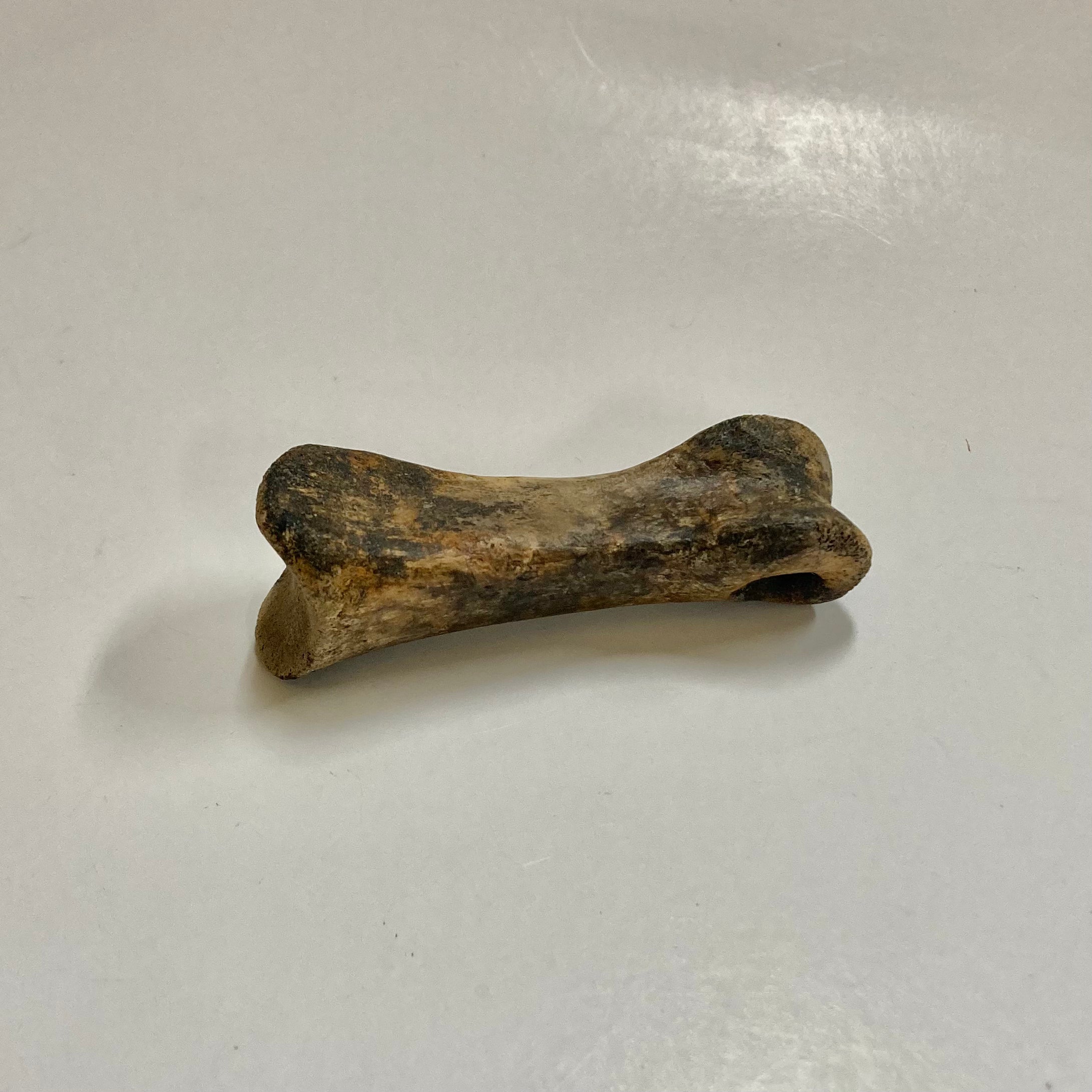 **Struthiomimus Dinosaur Metatarsal Toe Bone Fossil - Authentic Prehistoric Relic for Collectors, Museums & Educational Displays**
