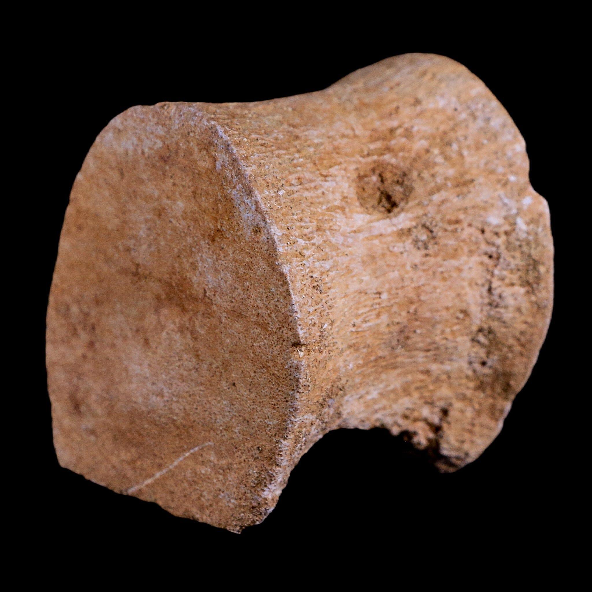 2 Authentic Plesiosaur Fossil Vertebrae - Cretaceous Dinosaur Era - Zarafasaura & Elasmosaurus Species - Includes COA - Perfect for Paleontology Collectors & Dinosaur Enthusiasts