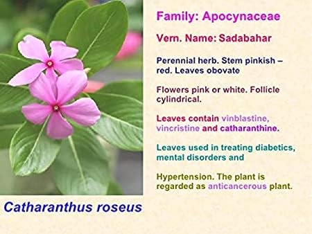 100% Pure Nithyakalyani Powder (Sadabahar Powder) - 100g | Catharanthus Roseus | Madagascar Periwinkle Powder | Herbal Supplement for Immunity & Wellness | Perfect for Tea, Smoothies & Ayurvedic Remedies