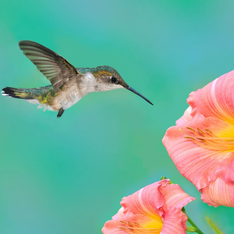Hummingbird