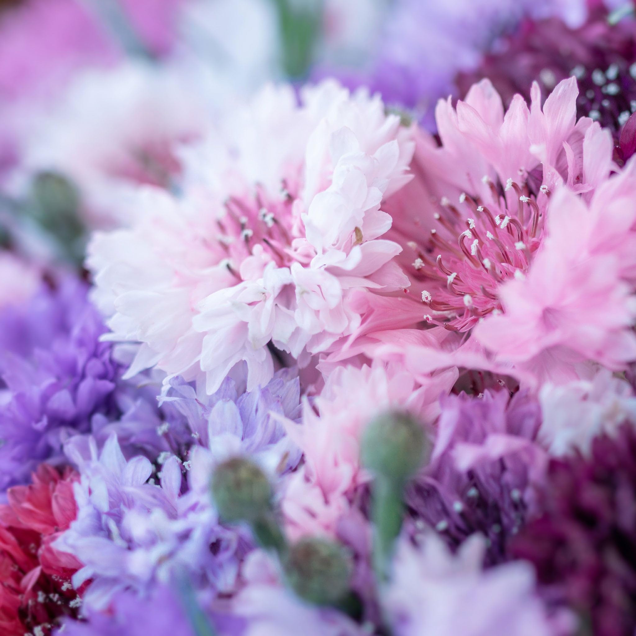 Eden Brothers Cornflower Bachelor Button Seeds - Tall Mix for Garden Planting | Blue, Pink & White Wildflower Seeds for Borders, Bouquets & Pollinator Gardens