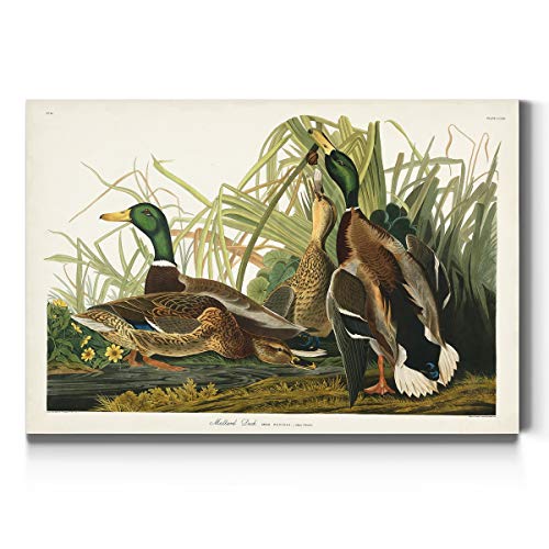 Audubon - Mallord