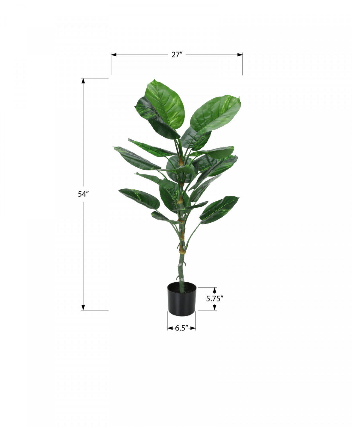 54 Inch Dieffenbachia Plant with 6 Inch Black Pot - Large Tropical Houseplant for Home, Office & Indoor Decor