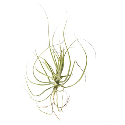 Tillandsia Schiedeana Air Plant 7
