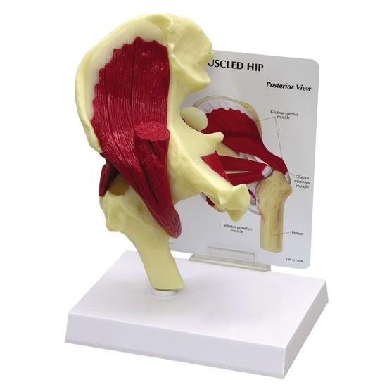 Human Hip Joint Model with Muscles - Anatomical Educational Tool for Medical Students, Doctors & Physical Therapists | Perfect for Classroom, Clinic & Home Study
