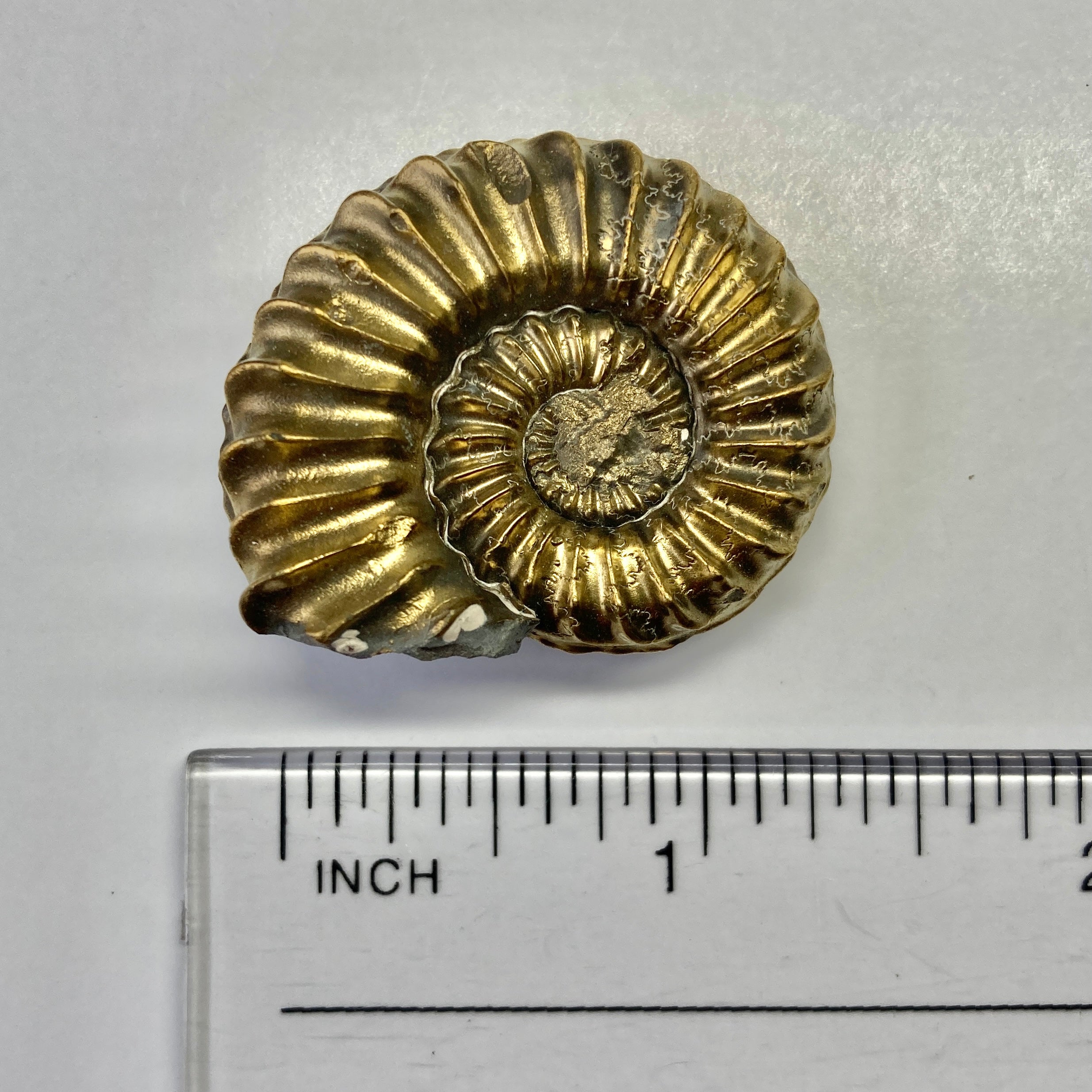 Pyritized Pleuroceras Ammonite Fossil - Authentic Ancient Specimen for Collectors, Home Decor & Educational Use