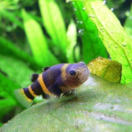 Bumble Bee Goby Fish - Live Freshwater Aquarium Fish for Nano Tanks & Community Aquariums | Perfect for Planted Tanks, Small Fish Tanks & Aquatic Decorations